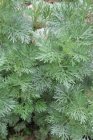 Artemisia ‘Powis Castle’ | Bijvoet 100 P9