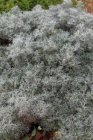 Artemisia ‘Canescens’ Artemisia ‘Canescens’ | Bijvoet 60 P9