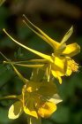 Aquilegia chrysantha ‘Yellow Queen’ | Akelei 60 P9