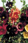 Alcea rosea ‘Simplex’ Alcea rosea ‘Simplex’ | Stokroos 200 P9