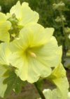 Alcea rosea ‘Aurea’ | Stokroos 200 P9