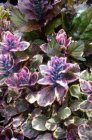 Ajuga reptans ‘Rainbow’(=Multicolor) | Kruipend zenegroen 20 P9