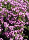 Aethionema armenum  ‘Warley Rose’ Aethionema armenum ‘Warley Rose’ | Steenkers 20 P9