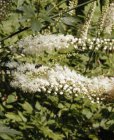Actaea racemosa 'Cordifolia' | Zilverkaars 125 P9
