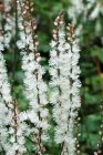 Actaea acerina | Zilverkaars 120 P9