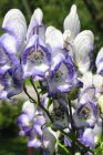 Aconitum cammarum ‘Bicolor’ | Monnikskap 100 P9