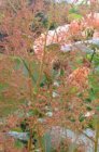 Macleaya microcarpa ‘Kelway's Coral Plume’ | Pluimpapaver 200 P9