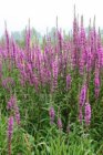 Lythrum salicaria | Grote kattenstaart 100 P9