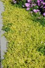 Lysimachia nummularia ‘Aurea’ | Geelbladig penningkruid 10 P9