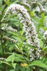 Lysimachia clethroides | Witte troswederik 80 P9 -VLINDERLOKKERS