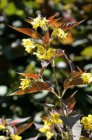 Lysimachia ciliata ‘Firecracker’ | Wederik 70 P9