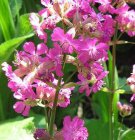 Lychnis viscaria ‘Splendens’ | Koekoeksbloem 40 P9