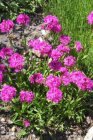 Lychnis alpina (=Viscaria alp.) | Koekoeksbloem 15 P9