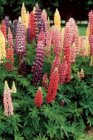 Lupinus Russell Hybrids | Lupine 100 P9