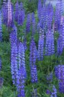 Lupinus ‘The Governor’(=kastellan) | Lupine 100 P9