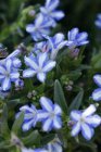 Lithodora diffusa ‘Cambridge Blue’ | Kruipend parelzaad 15 P9