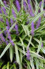 Liriope muscari ‘Variegata’ | Bontbladig leliegras 30 P9