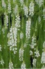 Linaria purpurea ‘Alba’ | Vlasleeuwebek 60 P9