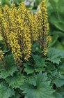 Ligularia stenocephala ‘The Rocket’ | Kruiskruid 180 P9