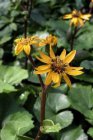 Ligularia dentata | Grijsaard 80 P9