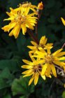 Ligularia dentata ‘Desdemona’ | Kruiskruid 80 P9