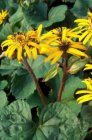 Ligularia dentata ‘Othello’ | Kruiskruid 100 P9