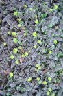 Leptinella squalida ‘Platt’s Black’ | Speldenkussenplant 5 P9