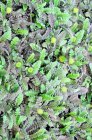 Leptinella squalida | Speldenkussenplant 5 P9