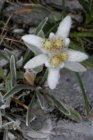 Leontopodium alpinum | Edelweiss 20 P9