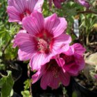 Lavatera ‘Eye Catcher’ | Heemst-Struikmalva 120 P9