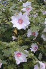 Lavatera ‘Barnsley’ | Heemst-Struikmalva 200 P9