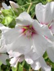 Lavatera ‘Blushing Bride’ | Heemst-Struikmalva 150 P9