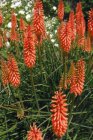 Kniphofia hybr. ‘Nancy’s Red’ | Vuurpijl 80 P9