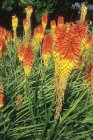 Kniphofia hybr.‘Royal Castle’ | Vuurpijl 160 P9