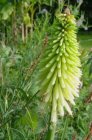 Kniphofia hybr. ‘Ice Queen’ | Vuurpijl 120 P9