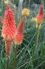 Kniphofia hybr. ‘Alcazar’ | Vuurpijl 120 P9