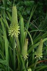 Kniphofia hybr. ‘Dorset Sentry’ | Vuurpijl 100 P9