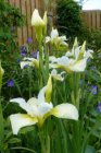 Iris sibirica ‘Snow Queen’ | Baardloze iris 70 P9