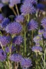 Jasione laevis (= perenne) | Zandblauwtje 45 P9