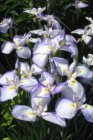 Iris ensata ‘Activity’ | Japanse iris 70 P9