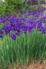 Iris sibirica ‘Caesar’s Brother’ | Baardloze iris 100 P9