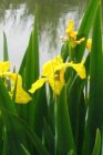 Iris pseudacorus | Gele lis 80 P9