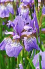 Iris sibirica ‘Blue King’ | Baardloze iris 80 P9