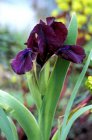 Iris pumila ‘Cherry Garden’ | Dwergbaardiris 25 P9