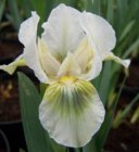 Iris pumila ‘Green Little’ | Dwergbaardiris 25 P9