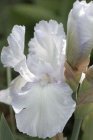 Iris (G) ‘White Knight’ Iris germanica ‘White Knight’ | Baardiris 80 P9