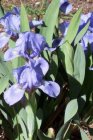 Iris pumila ‘Blue Denim’ | Dwergbaardiris 10 P9