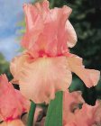 Iris germanica ‘Pink Horizon’ | Baardiris 80 P9