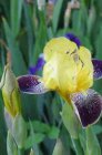 Iris germanica ‘Nibelungen’ | Baardiris 80 P9