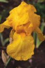 Iris germanica ‘Ola Kala’ | Baardiris 80 P9